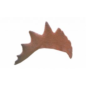 Kakas taréj 0,5kg/csomag 5kg/# (MAGYAR)