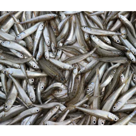 Apróhal Aquadella (5-8 cm/db) 10x1kg (Atherina boyeri)