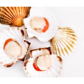 Szent Jakab-kagyló héjas 8/12 5kg/# (Pecten jacobaeus) IQF